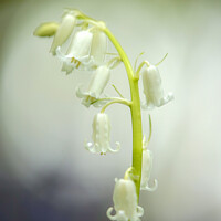 Buy canvas prints of A close up of a white bell flower by Simon Johnson