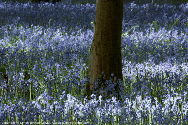 Sunlit Bluebells Picture Board by Simon Johnson