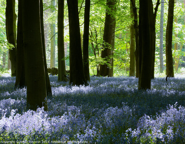 Sunlit bluebells  Picture Board by Simon Johnson