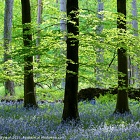 Buy canvas prints of Beech Woodland and Bluebells Snowshill Woodland Co by Simon Johnson