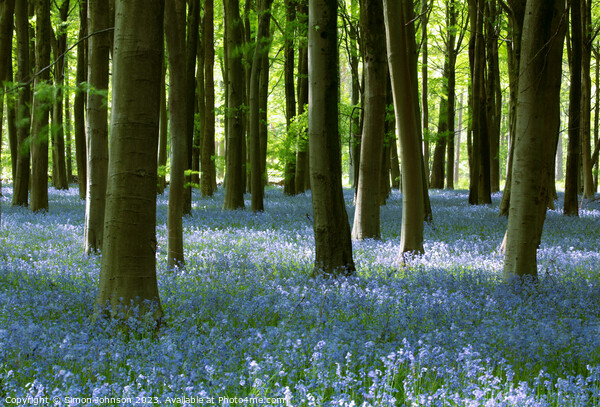 Beech Woodland and Bluebells Snowshill Woodland Co Picture Board by Simon Johnson