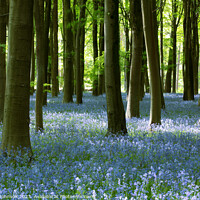 Buy canvas prints of Beech Woodland and Bluebells Snowshill Woodland Co by Simon Johnson