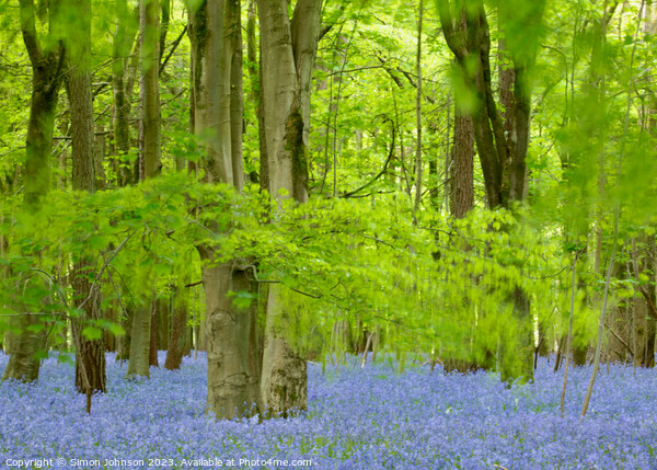 Beech Woodland and Bluebells Snowshill Woodland Co Picture Board by Simon Johnson