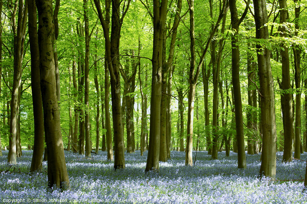 Beech woodland and bluebells  Picture Board by Simon Johnson
