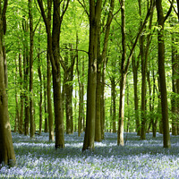 Buy canvas prints of Beech woodland and bluebells  by Simon Johnson