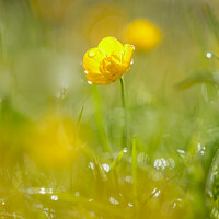 Buy canvas prints of Buttercup  flower by Simon Johnson