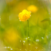 Buy canvas prints of A close up of a buttercup flower  by Simon Johnson