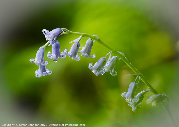 Bluebell Flower  Picture Board by Simon Johnson