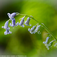Buy canvas prints of Bluebell Flower  by Simon Johnson
