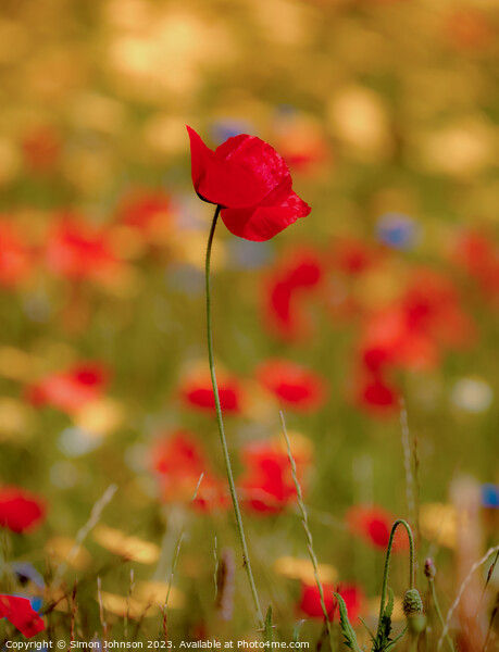 poppy flower Picture Board by Simon Johnson