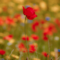 Buy canvas prints of poppy flower by Simon Johnson