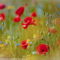 Buy canvas prints of  Poppy flowers by Simon Johnson