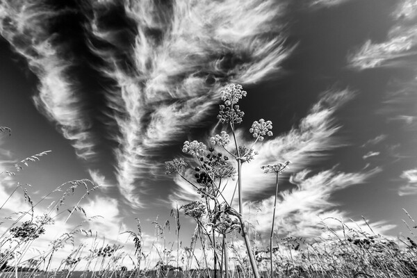 clouds and grasses Picture Board by Simon Johnson
