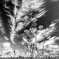 Buy canvas prints of clouds and grasses by Simon Johnson