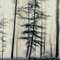 Buy canvas prints of Trees in the mist by Simon Johnson