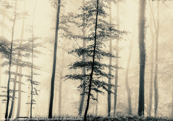 trees in the mist Picture Board by Simon Johnson