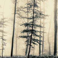 Buy canvas prints of trees in the mist by Simon Johnson