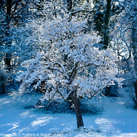 Buy canvas prints of winter tree by Simon Johnson