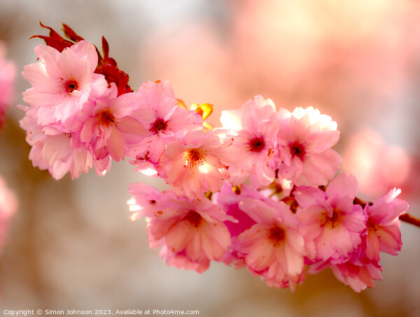 Cherry Blossom  flowers Picture Board by Simon Johnson