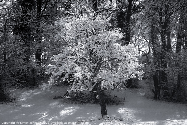 sunli winter tree in Monochrome  Picture Board by Simon Johnson