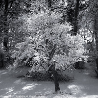 Buy canvas prints of sunli winter tree in Monochrome  by Simon Johnson