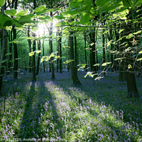 Buy canvas prints of sunlit bluebell woodland  by Simon Johnson