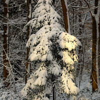 Buy canvas prints of A pile of snow next to a tree by Simon Johnson