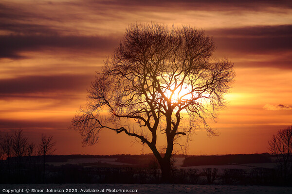 tree silhouette at sunset Picture Board by Simon Johnson