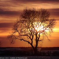 Buy canvas prints of tree silhouette at sunset by Simon Johnson