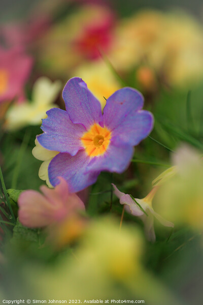 primrose flowers Picture Board by Simon Johnson