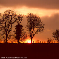Buy canvas prints of Tree silhouette sunrise  by Simon Johnson