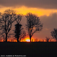 Buy canvas prints of Tree silhouettes sunrise  by Simon Johnson