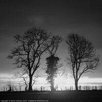 Buy canvas prints of Tree silhouettes monochrome  by Simon Johnson