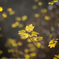 Buy canvas prints of A close up of sunlit leaves  by Simon Johnson