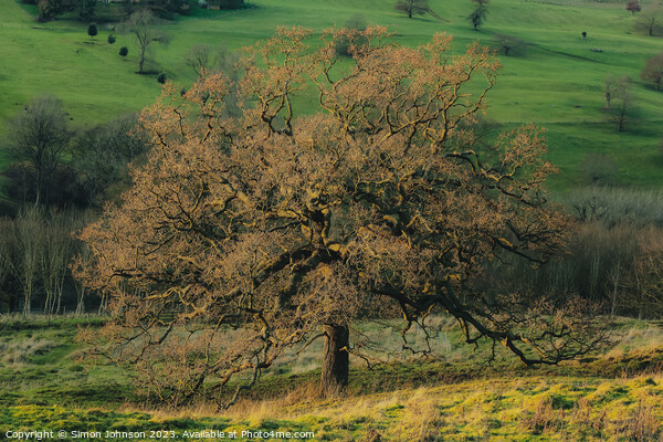 Sunlit Oak tree Picture Board by Simon Johnson