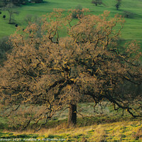 Buy canvas prints of Sunlit Oak tree by Simon Johnson
