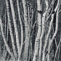 Buy canvas prints of tree trunks by Simon Johnson