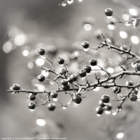 Buy canvas prints of berries with raindrops by Simon Johnson