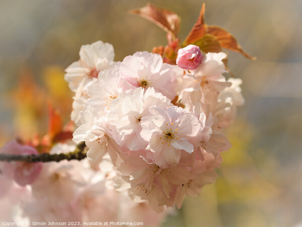 Sunlit blossom  Picture Board by Simon Johnson