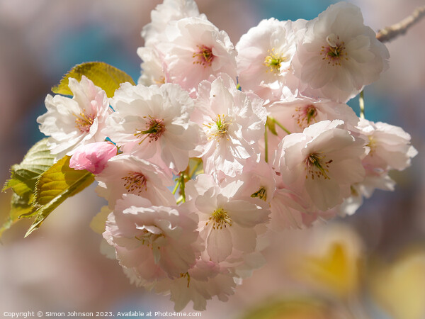 Sunlit spring blossom  Picture Board by Simon Johnson
