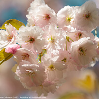 Buy canvas prints of Sunlit spring blossom  by Simon Johnson