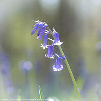 Buy canvas prints of Bluebell flower  by Simon Johnson