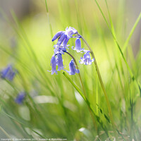Buy canvas prints of Bluebell flower  by Simon Johnson