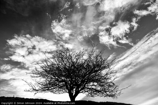 Tree silhouette monoy Picture Board by Simon Johnson