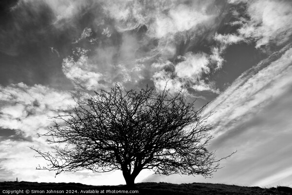 Tree silhouette monochrome  Picture Board by Simon Johnson