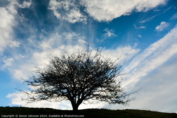 Tree silhouette  Picture Board by Simon Johnson