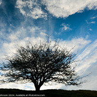 Buy canvas prints of Tree silhouette  by Simon Johnson