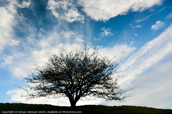 Tree silhouette  Picture Board by Simon Johnson