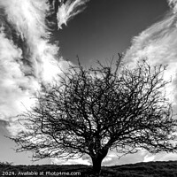 Buy canvas prints of  tree silhouette  and cloudscape monochrome  by Simon Johnson