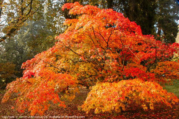 sunlit autumnal Acer Picture Board by Simon Johnson